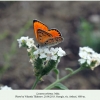 lycaena ochimus georgia male 1